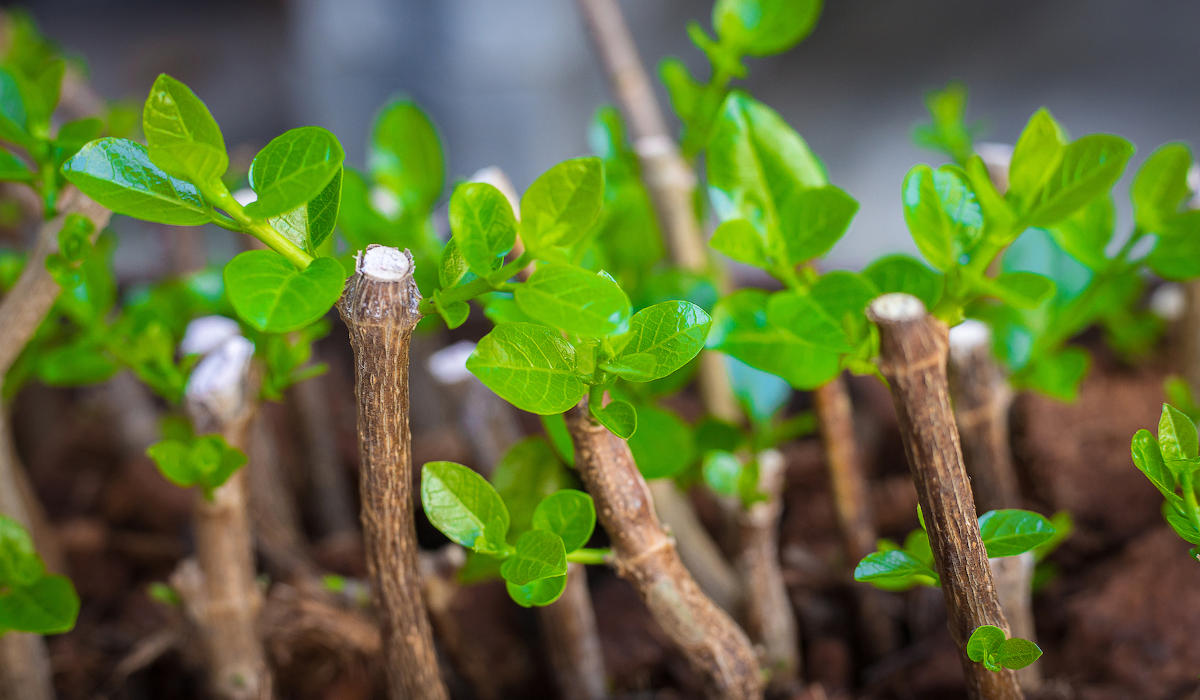 Quand bouturer un gaura ?