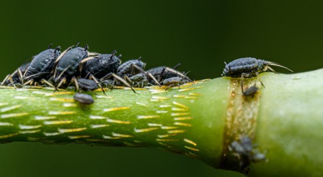 Douze gestes sans pesticide pour venir à bout des pucerons Colonie de pucerons noirs sur une tige verte, vue en macro