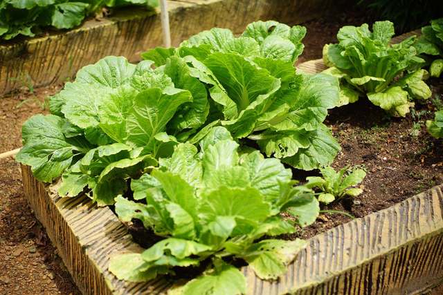 Rendre son potager plus généreux, du sol à la récolte Salades bien pommées dans un carré potager en bois