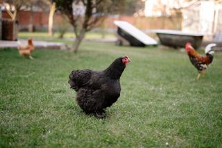 Poules en liberté sur la pelouse d'un jardin