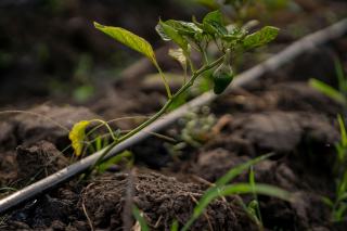 Ligne de goutte-à-goutte au pied d'un jeune plant de poivron