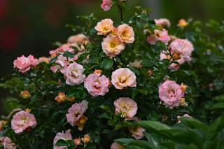 Rosier arbustif couvert de fleurs roses et pêche au jardin