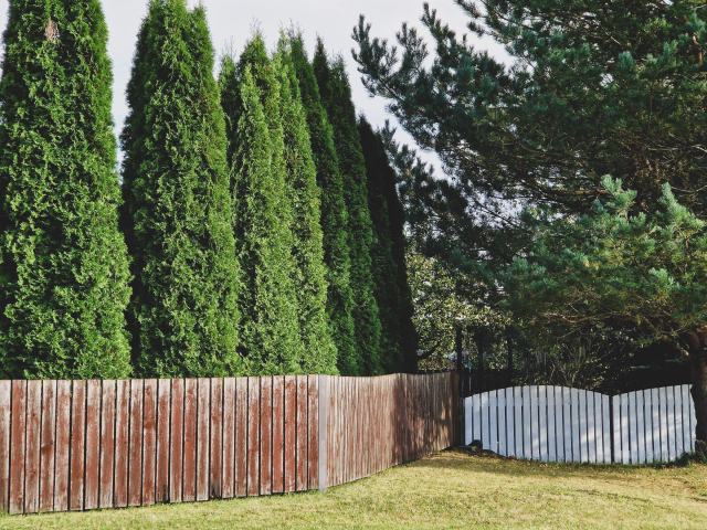 Clôturer son jardin avec une haie, de la plantation à la taille Haie de thuyas plantée le long d'une clôture en bois
