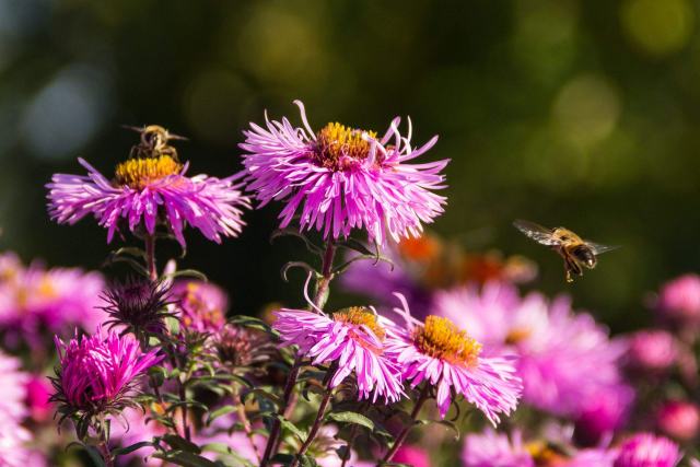 Accueillir abeilles et pollinisateurs dans un jardin vivant Abeilles butinant des asters roses et violets au jardin