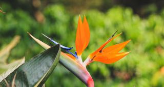 Fleur orange et bleue d'oiseau de paradis (strelitzia) au jardin