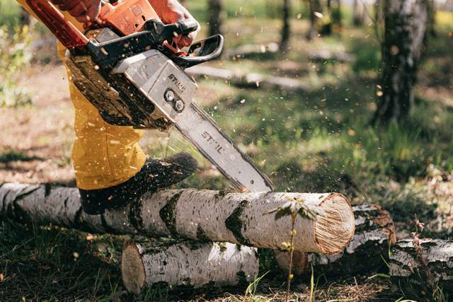 Tronçonneuse à essence ou sans fil : laquelle pour quels travaux ? Tronçonneuse à essence ou sans fil : laquelle pour quels travaux ?