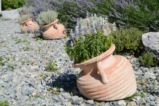 Lavande et thym en pots de terre cuite sur un massif de graviers